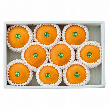 ct[c 啪Y IWy͂ԁF11{`z